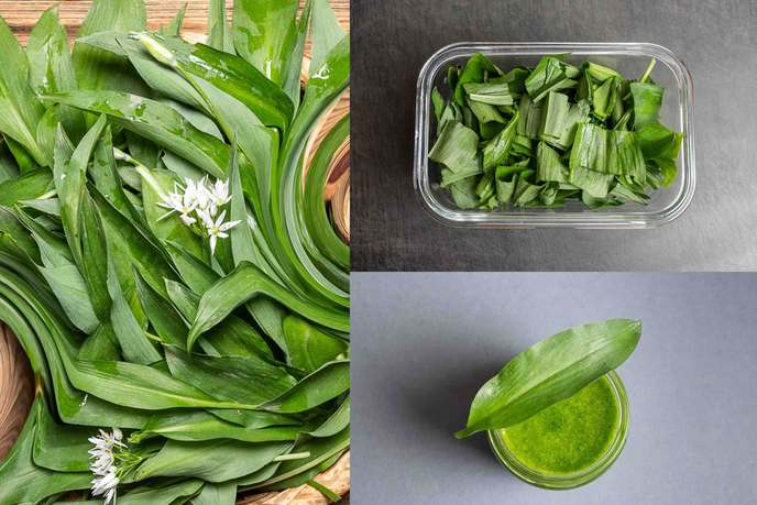 Frischer Bärlauch mit Blüten, geschnittener Bärlauch in einer Gefrierdose und Bärlauchöl im Glas