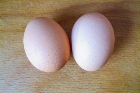 Frische Hühnereier