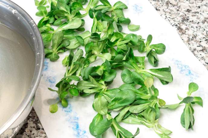 Feldsalat putzen und waschen