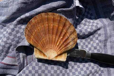 Jakobsmuschel wird mit Messer geöffnet