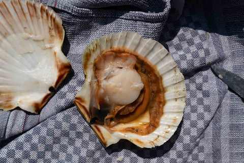 Innenansicht einer geöffneten Jakobsmuschel mit sichtbarem Fleisch und Corail