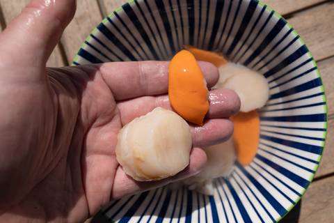 Hand hält Jakobsmuschel und Corail über einer Schale mit Muschelfleisch
