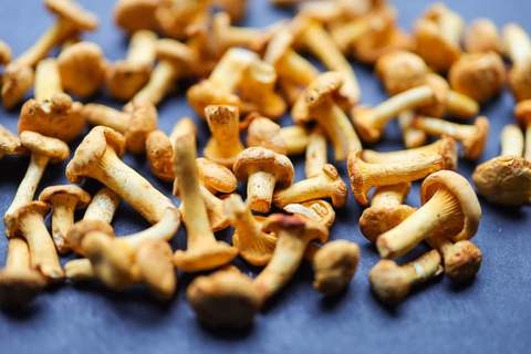 Pilze mit dem Pinsel reinigen